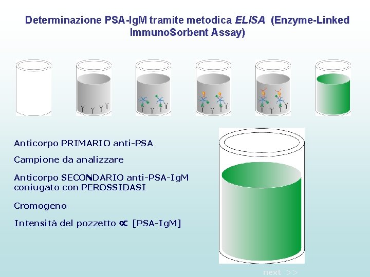 Determinazione PSA-Ig. M tramite metodica ELISA (Enzyme-Linked Immuno. Sorbent Assay) Anticorpo PRIMARIO anti-PSA Campione