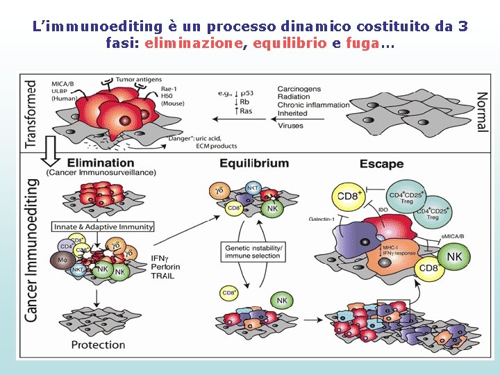 L’immunoediting è un processo dinamico costituito da 3 fasi: eliminazione, equilibrio e fuga… 