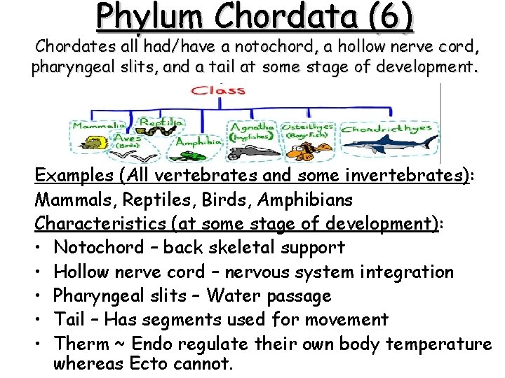 Invertebrate animal that does not have a backbone