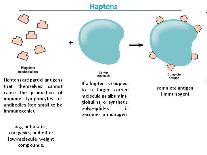 Haptens are partial antigens that themselves cannot cause the production of immune lymphocytes or