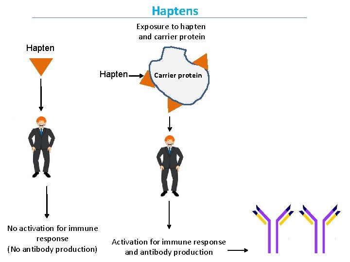 Haptens Exposure to hapten and carrier protein Hapten No activation for immune response (No