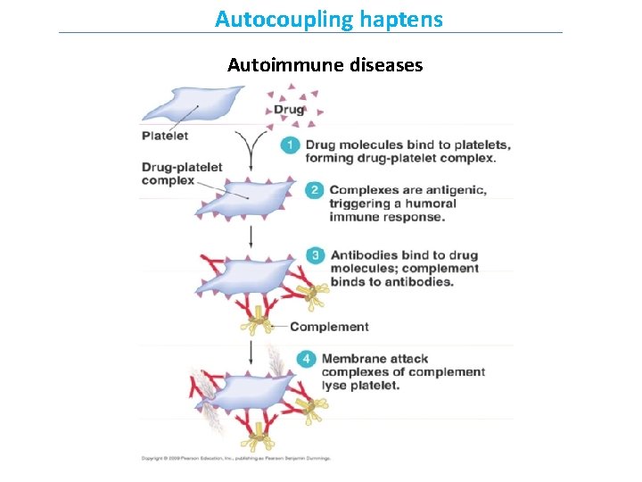 Autocoupling haptens Autoimmune diseases 