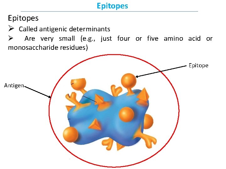 Epitopes Ø Called antigenic determinants Ø Are very small (e. g. , just four