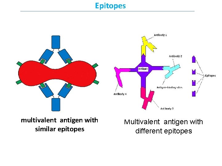 Epitopes multivalent antigen with similar epitopes Multivalent antigen with different epitopes 