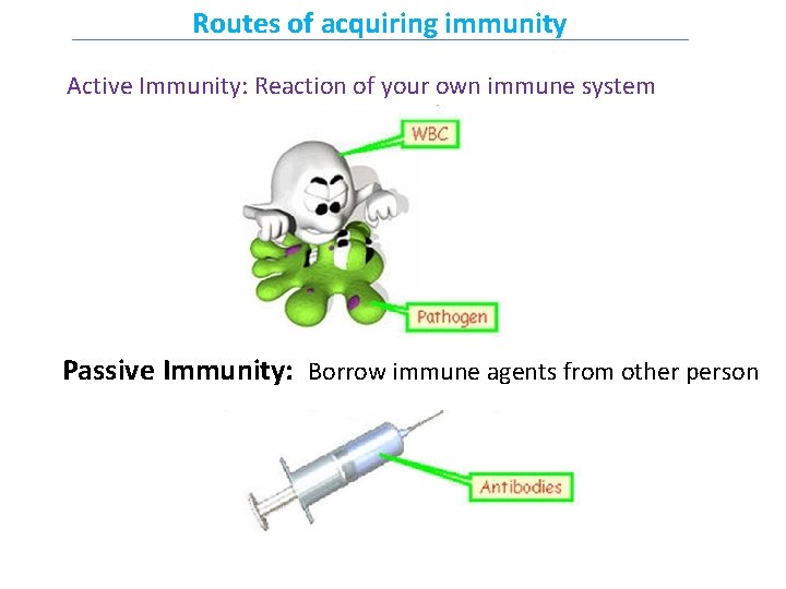 Routes of acquiring immunity Active Immunity: Reaction of your own immune system Passive Immunity: