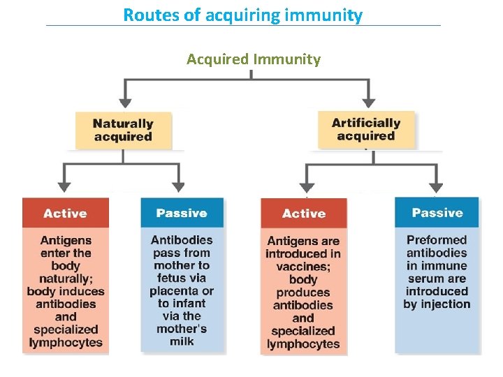 Routes of acquiring immunity Acquired Immunity 