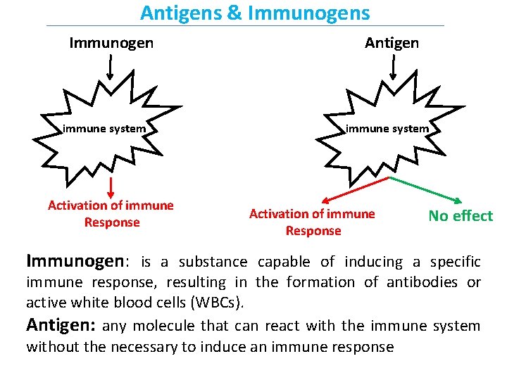 Antigens & Immunogens Immunogen immune system Activation of immune Response Antigen immune system Activation