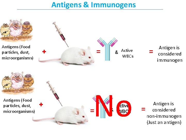 Antigens & Immunogens Antigens (Food particles, dust, microorganisms) + + = No = =