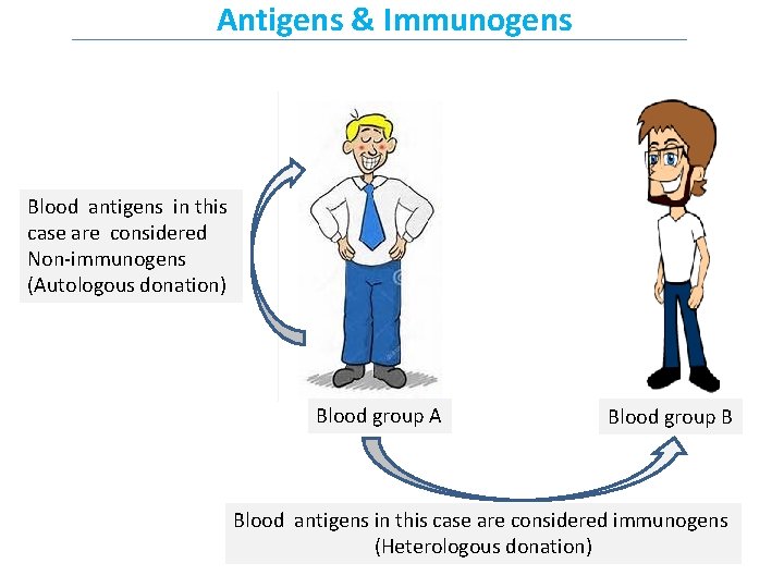 Antigens & Immunogens Blood antigens in this case are considered Non-immunogens (Autologous donation) Blood