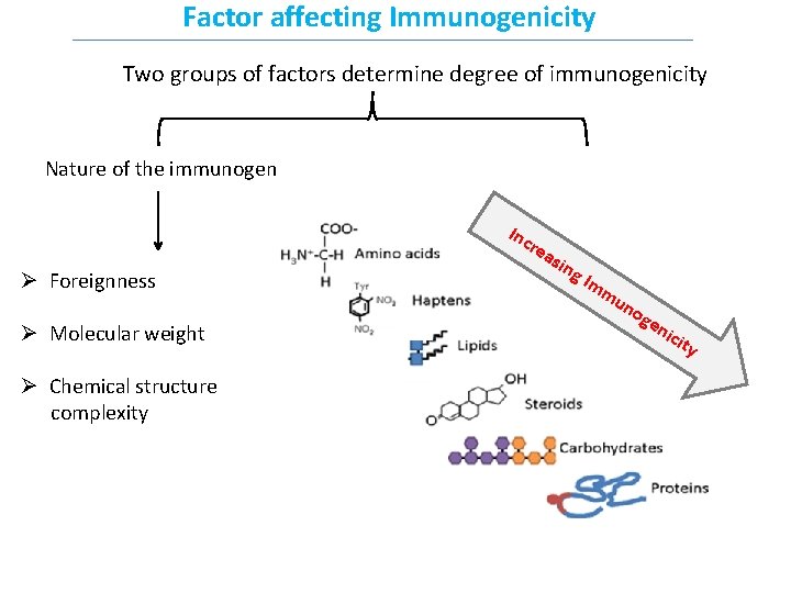 Factor affecting Immunogenicity Two groups of factors determine degree of immunogenicity Nature of the