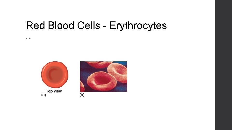 Red Blood Cells - Erythrocytes • - 