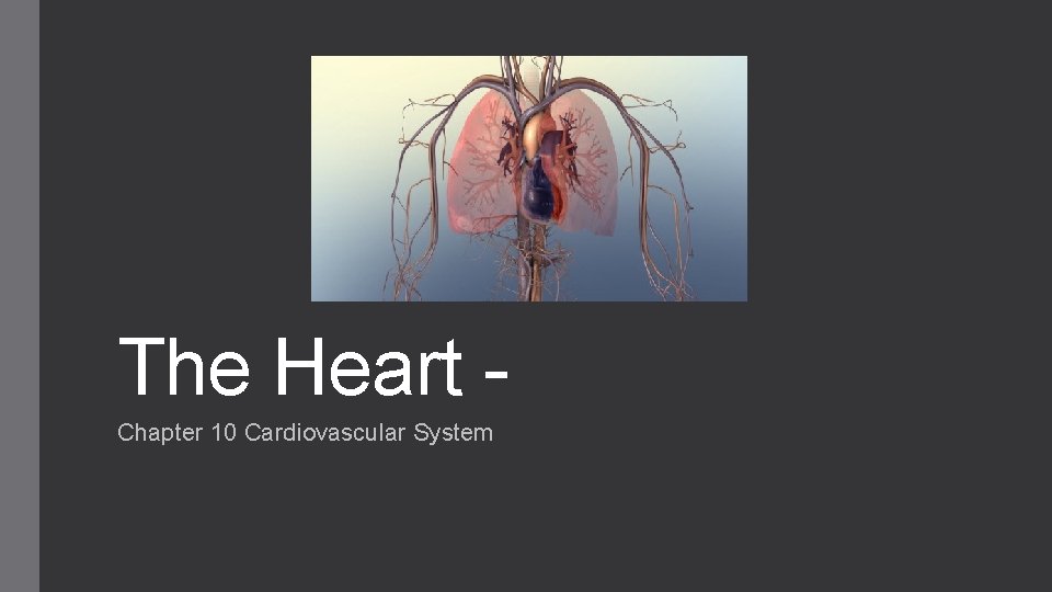 The Heart Chapter 10 Cardiovascular System 
