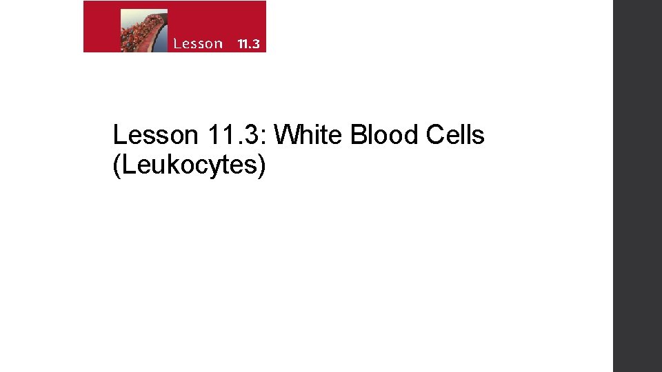 Lesson 11. 3: White Blood Cells (Leukocytes) 