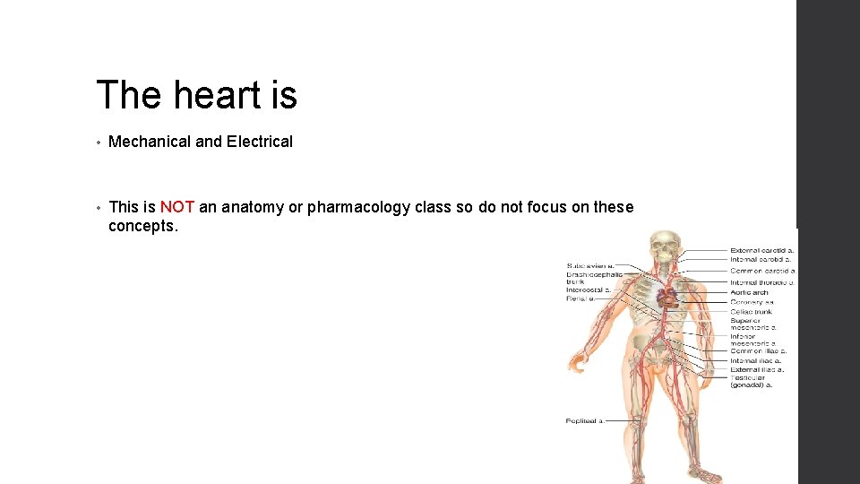 The heart is • Mechanical and Electrical • This is NOT an anatomy or