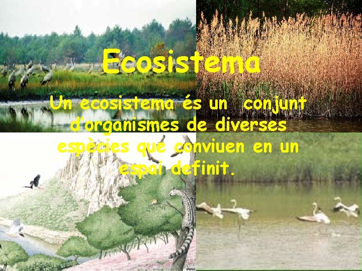 Ecosistema Un ecosistema és un conjunt d’organismes de diverses espècies que conviuen en un