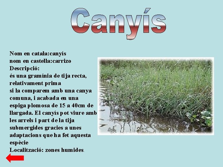 Nom en catala: canyís nom en castella: carrizo Descripció: és una gramínia de tija