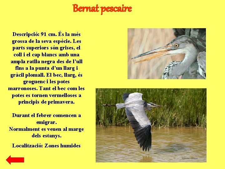 Bernat pescaire Descripció: 91 cm. És la més grossa de la seva espècie. Les