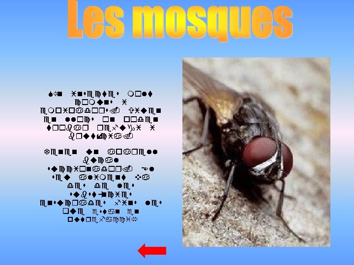 Só n insectes molt comuns i empipadors. Viuen en llocs on poden trobar refugi