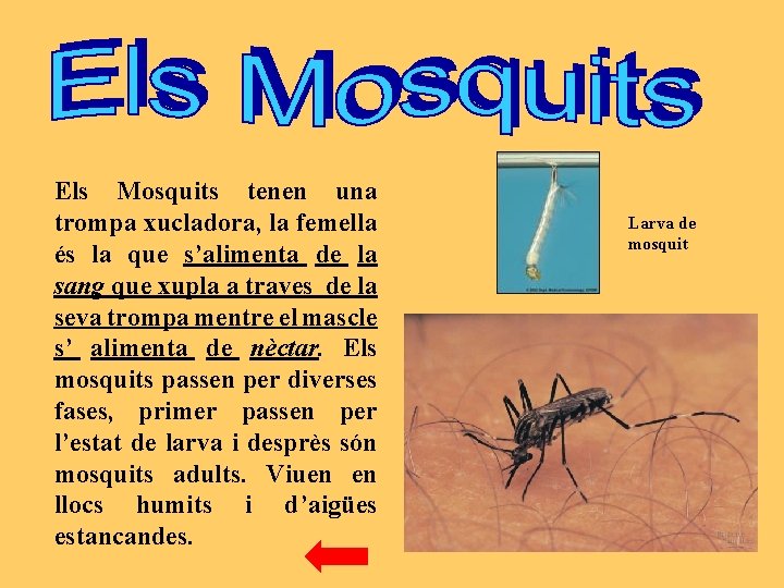 Els Mosquits tenen una trompa xucladora, la femella és la que s’alimenta de la