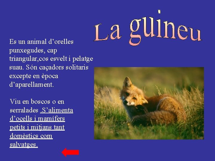 Es un animal d’orelles punxegudes, cap triangular, cos esvelt i pelatge suau. Són caçadors