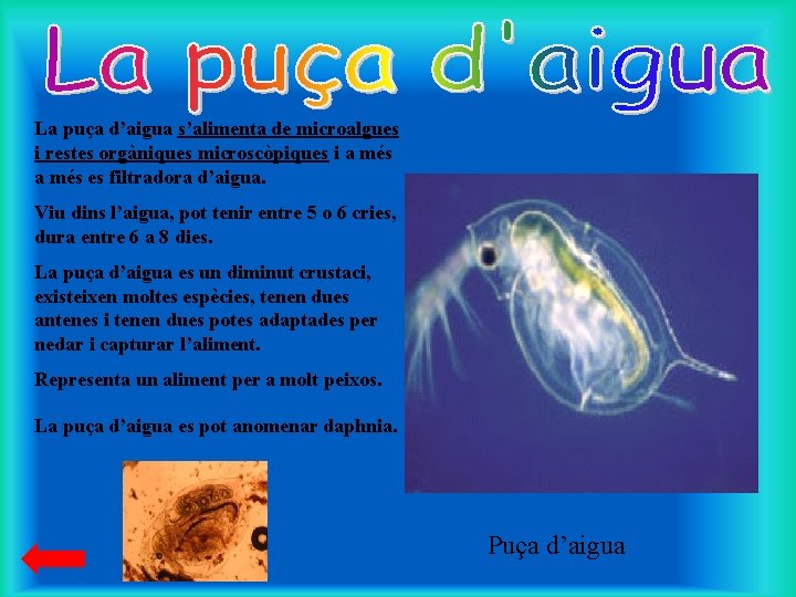 La puça d’aigua s’alimenta de microalgues i restes orgàniques microscòpiques i a més es