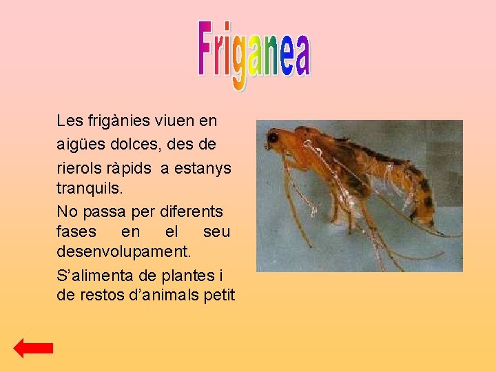 Les frigànies viuen en aigües dolces, des de rierols ràpids a estanys tranquils. No