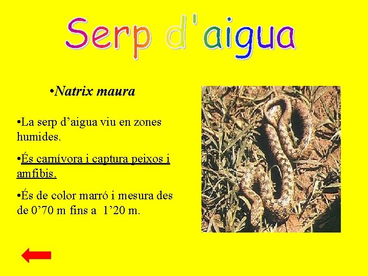  • Natrix maura • La serp d’aigua viu en zones humides. • És