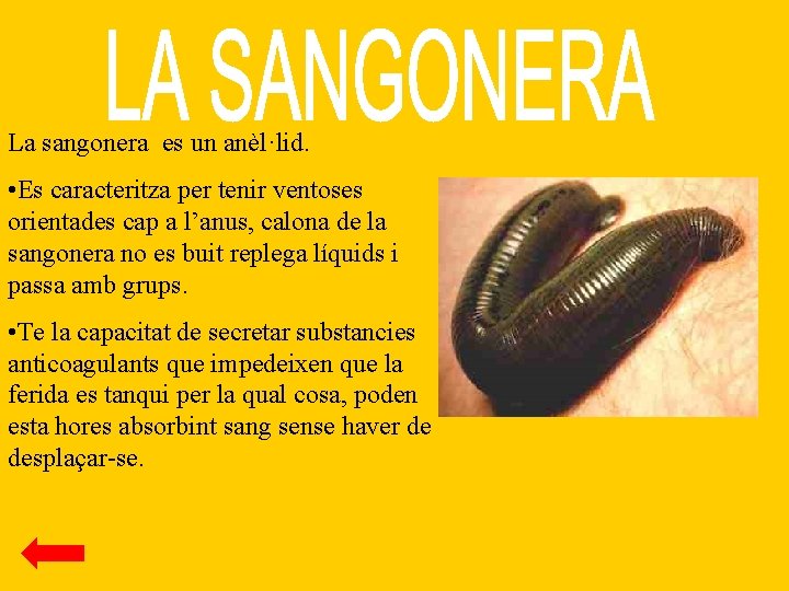 La sangonera es un anèl·lid. • Es caracteritza per tenir ventoses orientades cap a