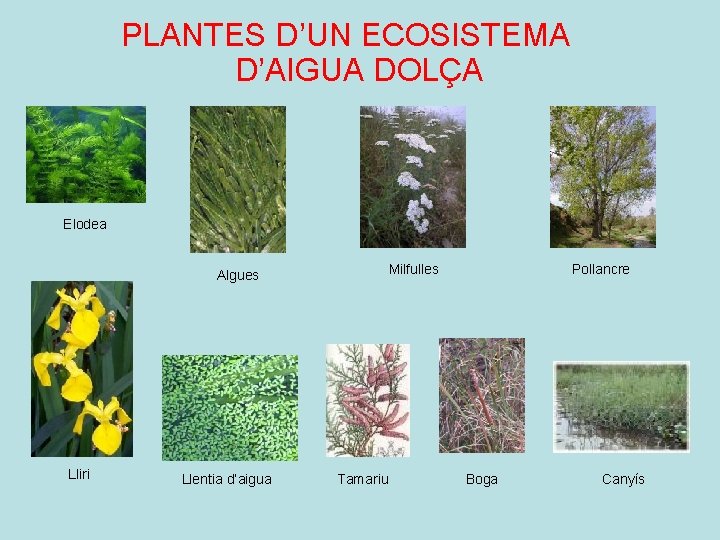 PLANTES D’UN ECOSISTEMA D’AIGUA DOLÇA Elodea Milfulles Algues Lliri Llentia d’aigua Tamariu Pollancre Boga