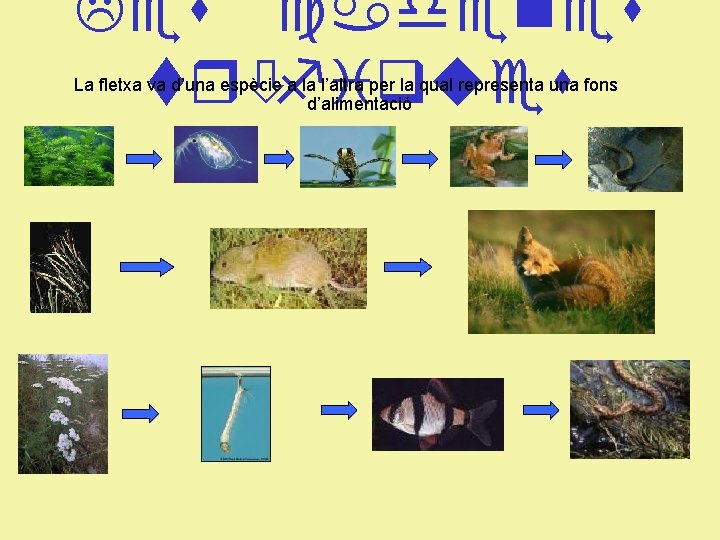 Les cadenes tròfiques La fletxa va d’una espècie a la l’altra per la qual