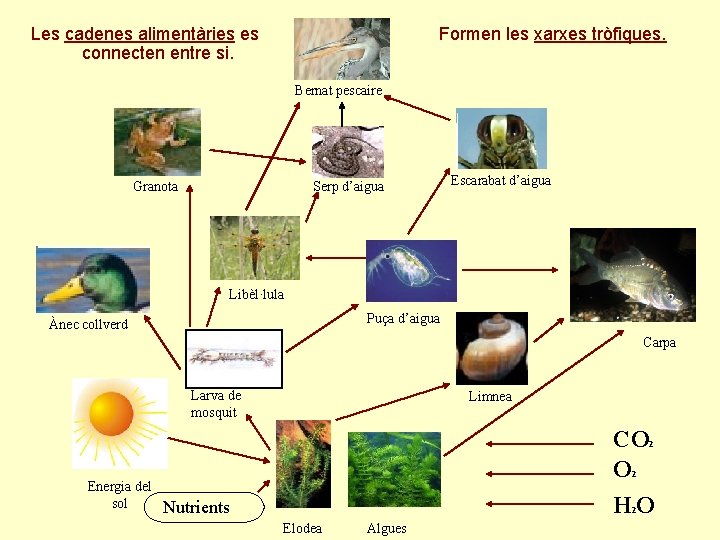 Les cadenes alimentàries es connecten entre si. Formen les xarxes tròfiques. Bernat pescaire Granota