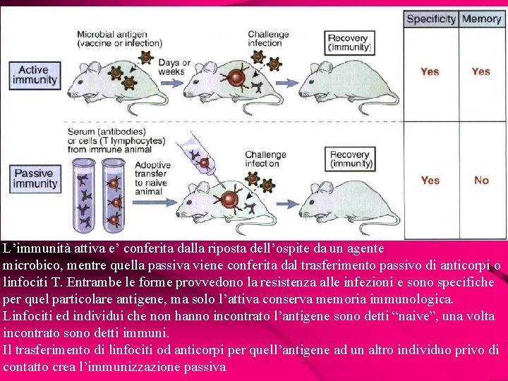 L’immunità attiva e’ conferita dalla riposta dell’ospite da un agente microbico, mentre quella passiva