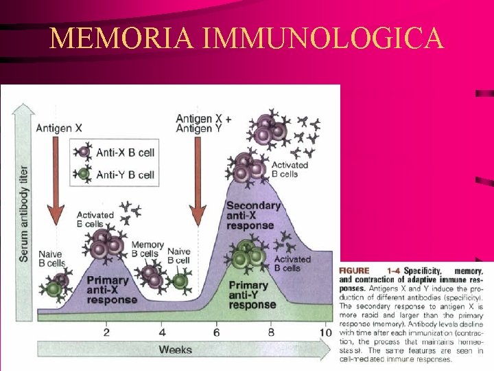 MEMORIA IMMUNOLOGICA 