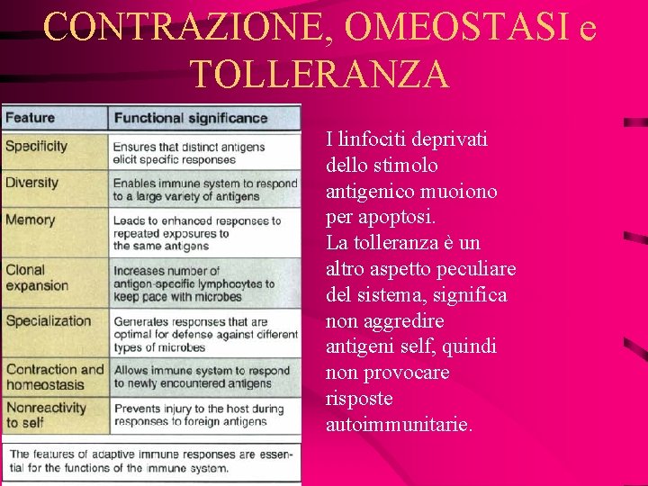 CONTRAZIONE, OMEOSTASI e TOLLERANZA I linfociti deprivati dello stimolo antigenico muoiono per apoptosi. La