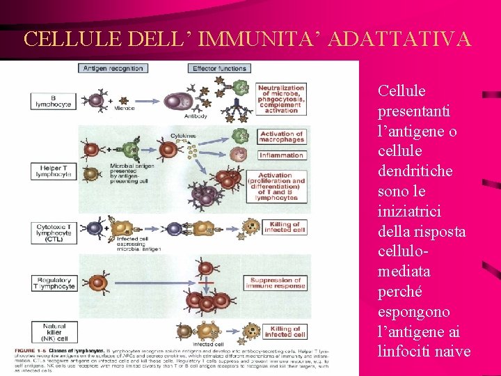 CELLULE DELL’ IMMUNITA’ ADATTATIVA Cellule presentanti l’antigene o cellule dendritiche sono le iniziatrici della