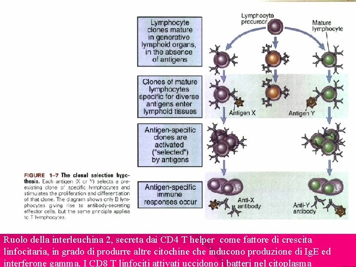 Ruolo della interleuchina 2, secreta dai CD 4 T helper come fattore di crescita