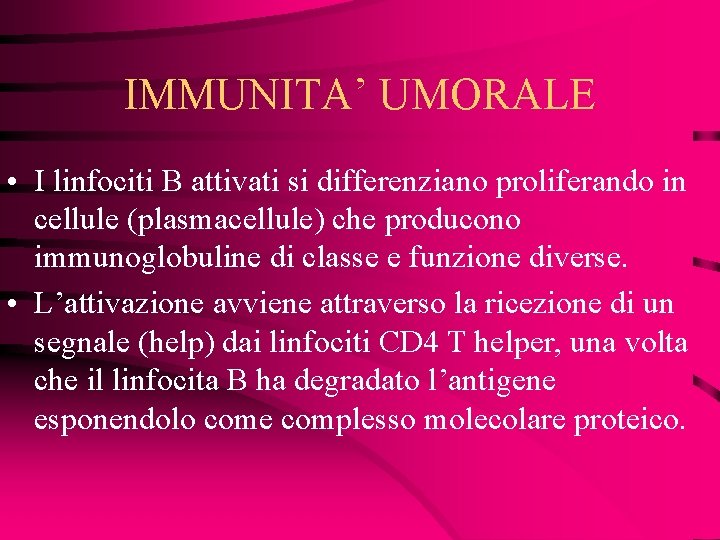 IMMUNITA’ UMORALE • I linfociti B attivati si differenziano proliferando in cellule (plasmacellule) che