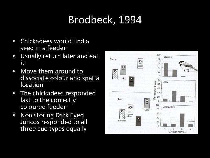 Brodbeck, 1994 • Chickadees would find a seed in a feeder • Usually return