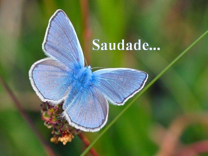 Saudade. . . 