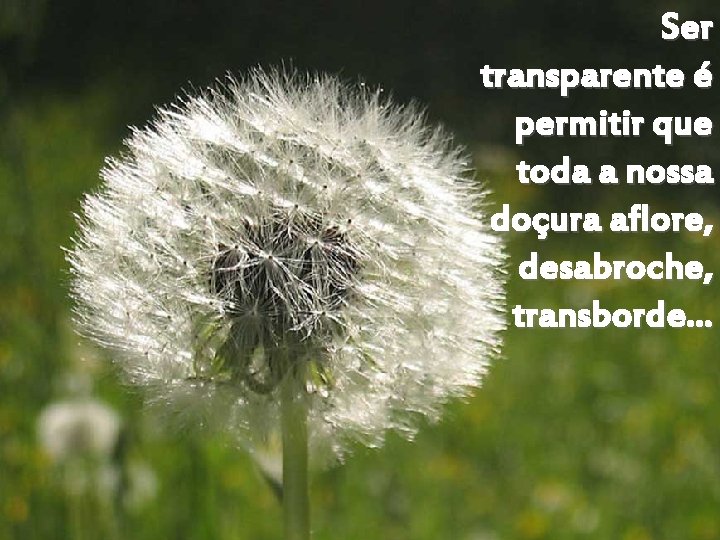 Ser transparente é permitir que toda a nossa doçura aflore, desabroche, transborde. . .