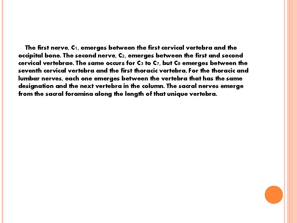 The first nerve, C 1, emerges between the first cervical vertebra and the occipital