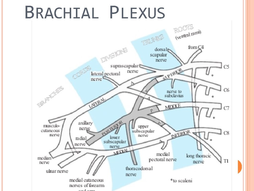 BRACHIAL PLEXUS 