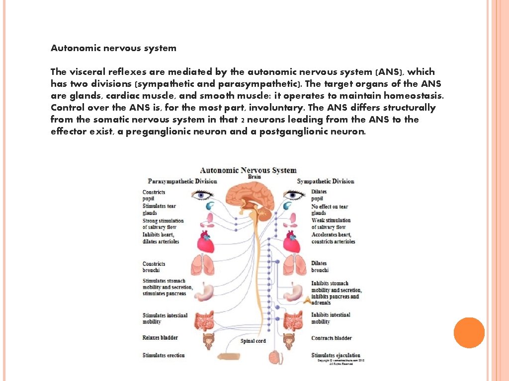 Autonomic nervous system The visceral reflexes are mediated by the autonomic nervous system (ANS),