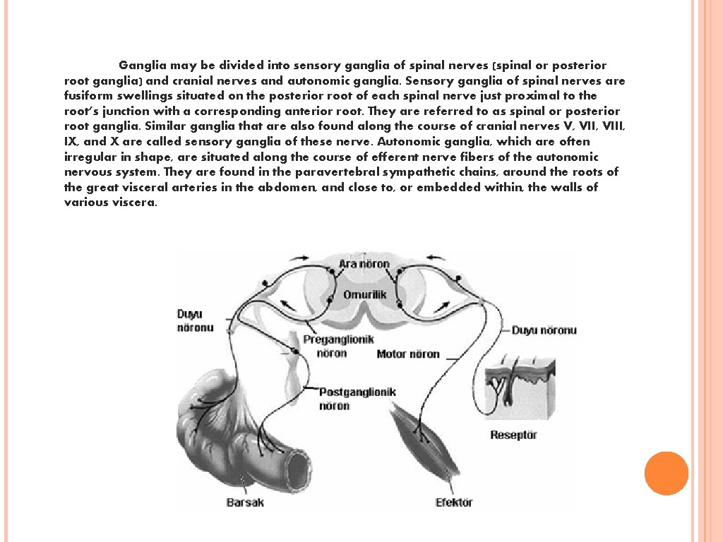 Ganglia may be divided into sensory ganglia of spinal nerves (spinal or posterior root