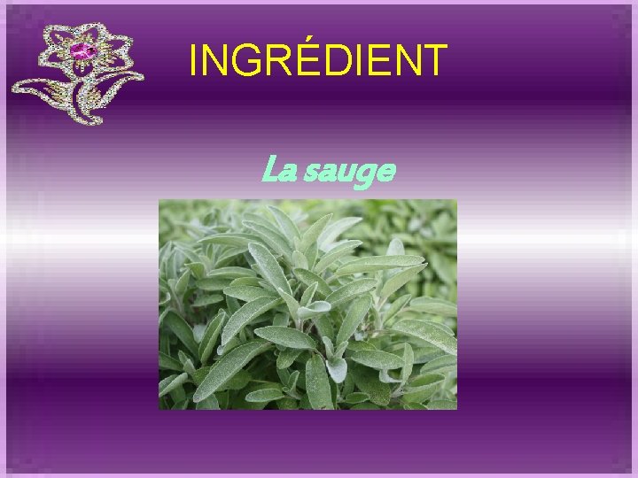 INGRÉDIENT La sauge 