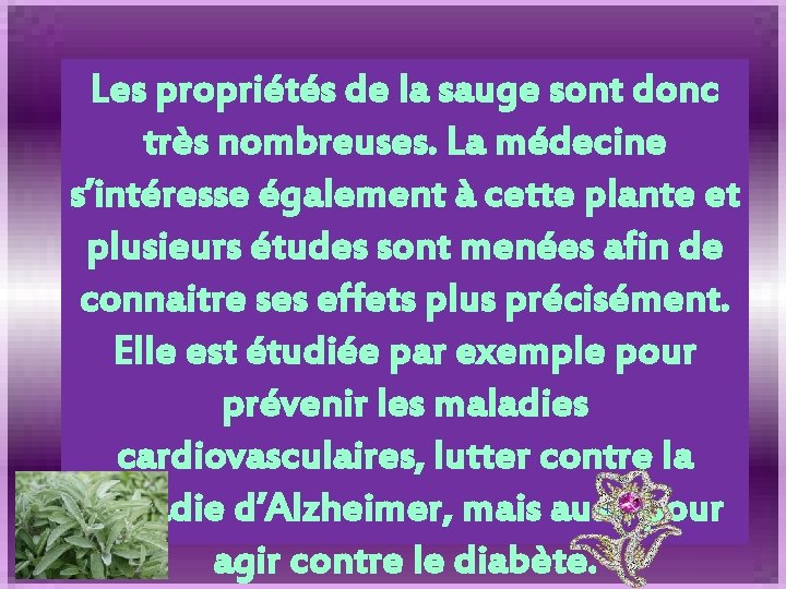 Les propriétés de la sauge sont donc très nombreuses. La médecine s’intéresse également à