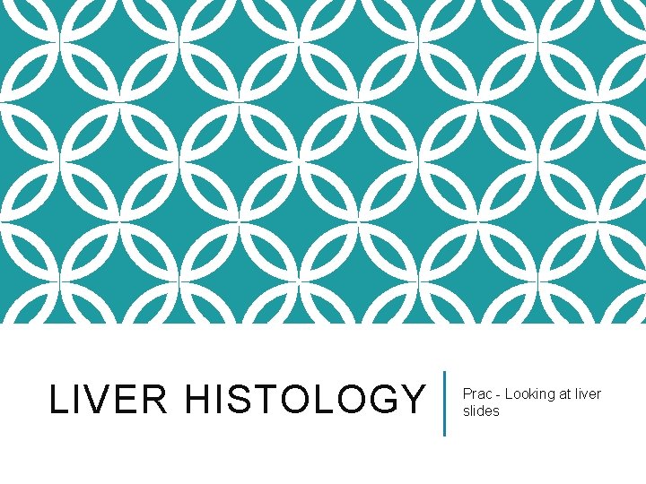 LIVER HISTOLOGY Prac - Looking at liver slides 