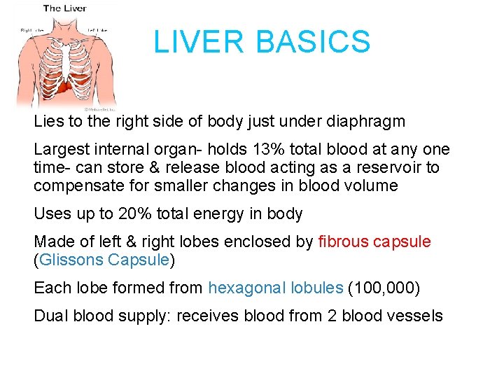 LIVER BASICS Lies to the right side of body just under diaphragm Largest internal