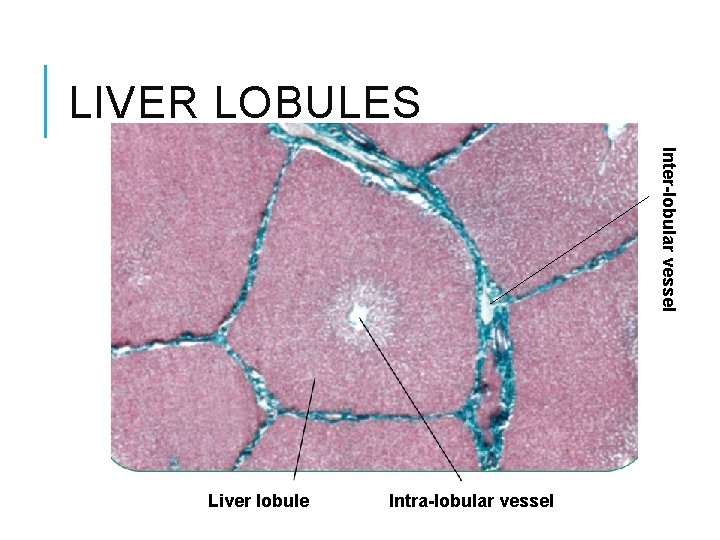 LIVER LOBULES Inter-lobular vessel Liver lobule Intra-lobular vessel 