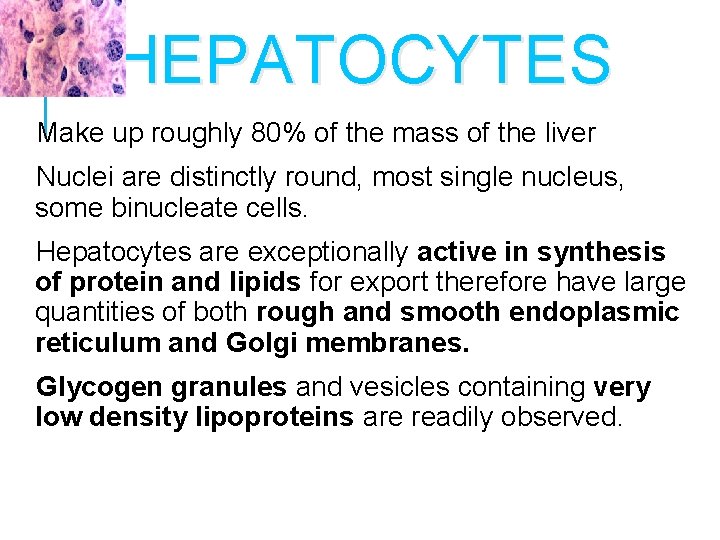 HEPATOCYTES Make up roughly 80% of the mass of the liver Nuclei are distinctly